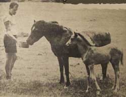 Feeding Horses